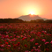 DSD_3336