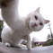 猫パンチ！！