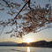 夕日と桜