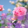 薔薇