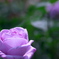 紫の薔薇