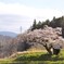 小沢の桜