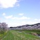 夏井川の千本桜