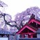 妙関寺　乙姫桜