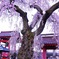 妙関寺　乙姫桜