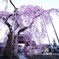 妙関寺　乙姫桜