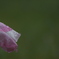 花　その28