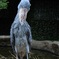いかつい鳥