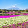富士芝桜.