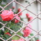 薔薇と金網