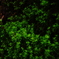 IMGP5888