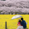 お花見日和