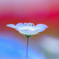 一輪の花をあたなに