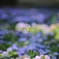 FD85mm F1.8 S.S.C. ・・・③