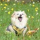 がおー