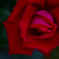Red rose