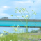 花と蒼い橋Ⅱ