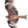 spread your wings