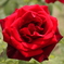 真っ赤な薔薇