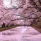 我が自慢の地元 弘前公園の花筏