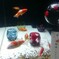 金魚たちの夏