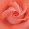 薔薇