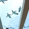 空飛ぶペンギン