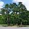京都御所