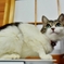 ももチャン*