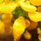 花05
