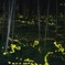 ヒメボタルの舞