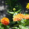 DSC00889