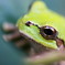 アマガエル