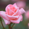 薔薇（９）