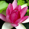 蓮花1