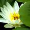 蓮花3