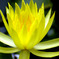 蓮花5