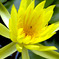 蓮花6