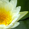 蓮花7