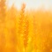 yellow world