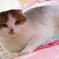NEKO
