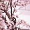 アカゲラと桜