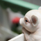 Piglet..♪