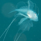 キアンコウ幼魚