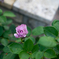 自分の育てた薔薇。