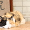 われは猫である