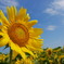 夏の太陽