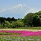 2017 富士山芝桜