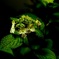 紫陽花観察日記