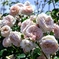薔薇